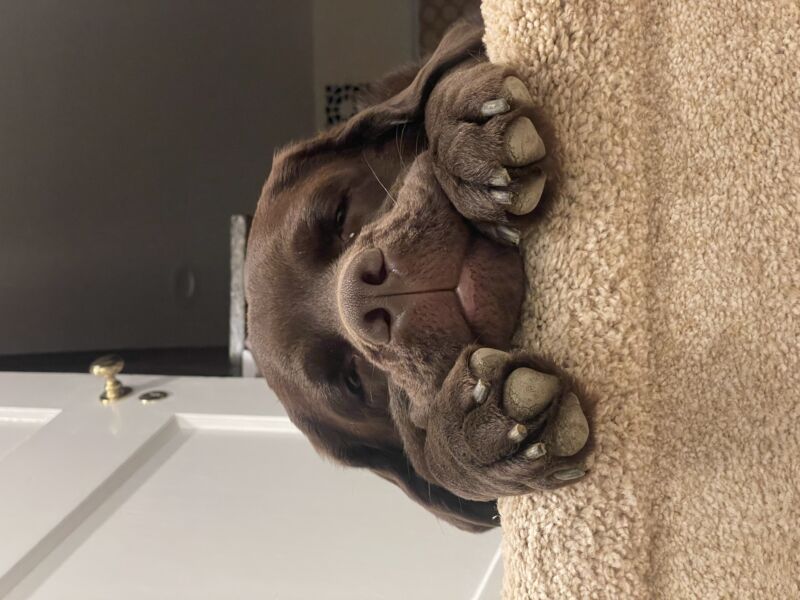 Gus