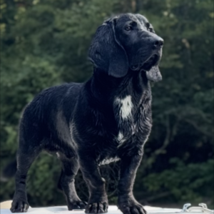 Hank
