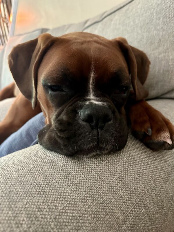Penny