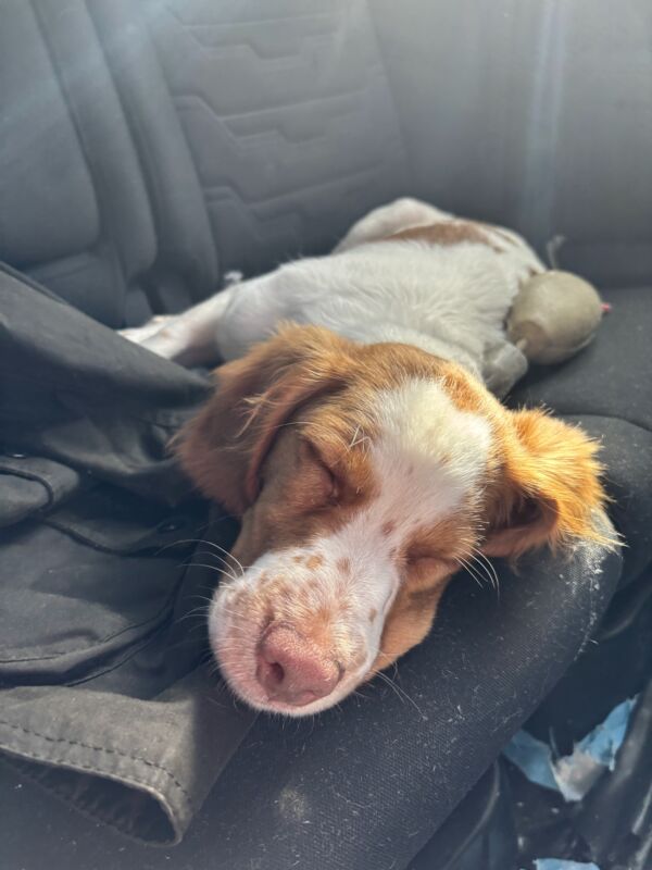 Boone