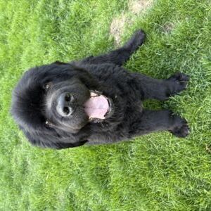 Winston