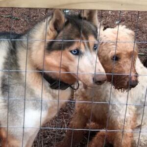 Bella Donna and Renegade