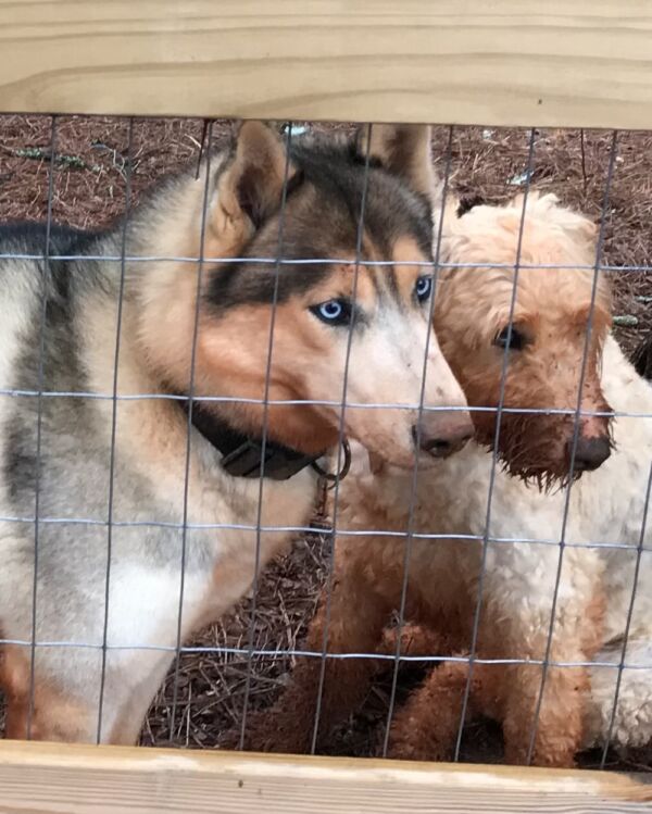 Bella Donna and Renegade