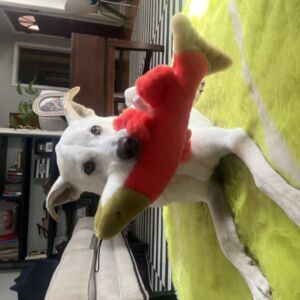 Wolly