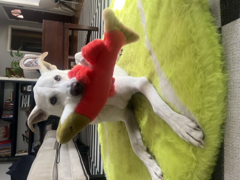 Wolly