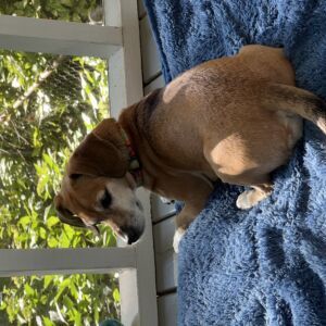 Penny Lane