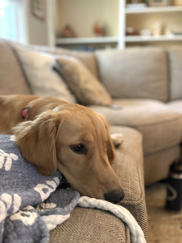 Bonnie