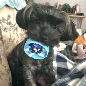 Sophie