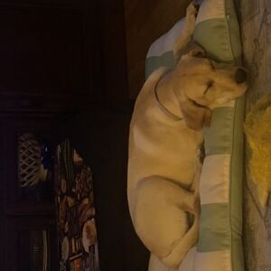 Cora