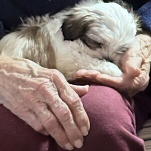 Sleeping Teddy in Grannys Hands