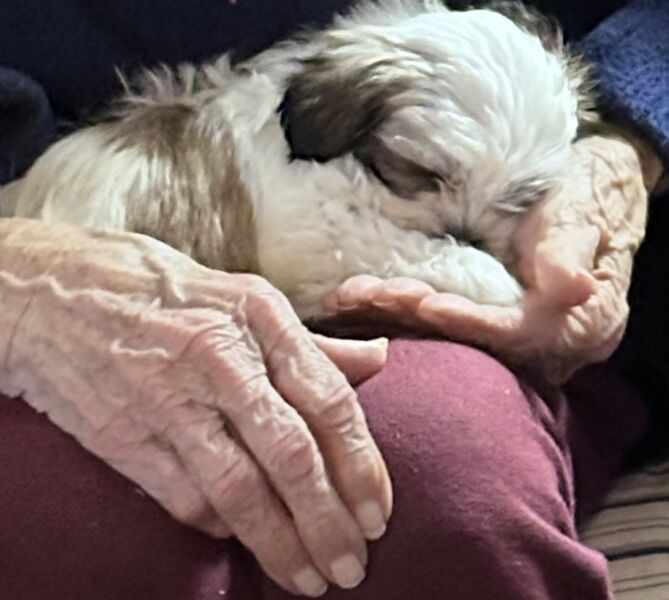 Sleeping Teddy in Grannys Hands