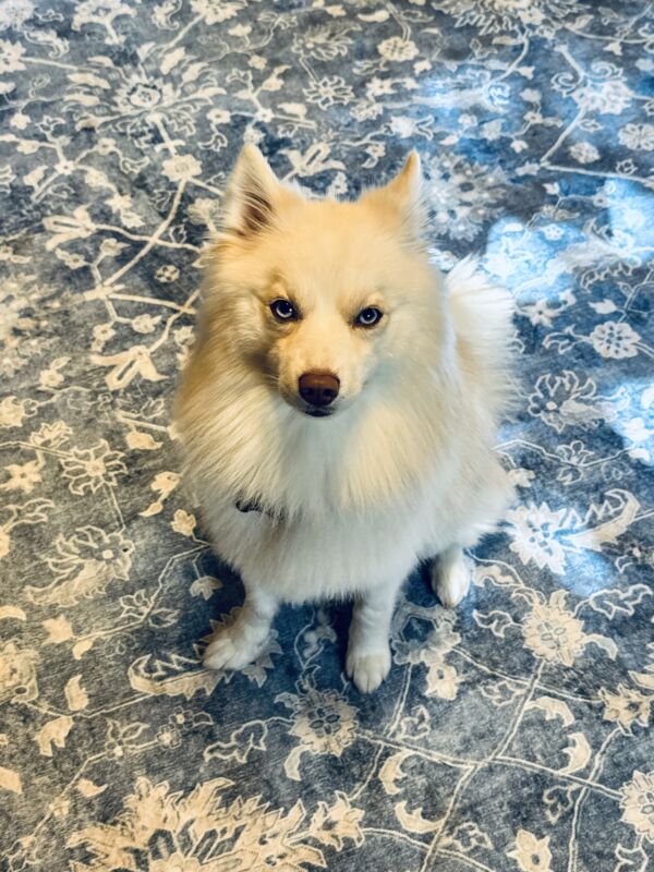 Loki