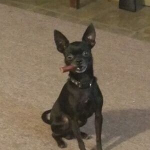 Atticus