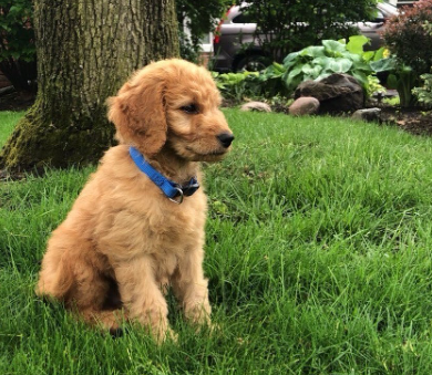 Bruno