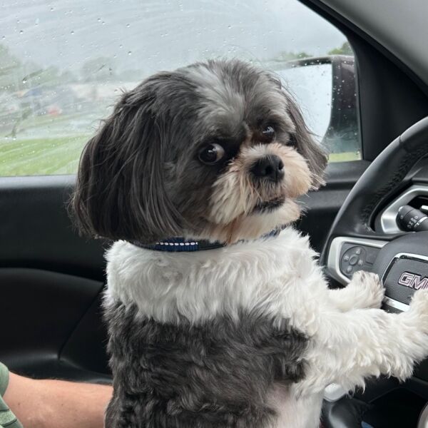 Bandit
