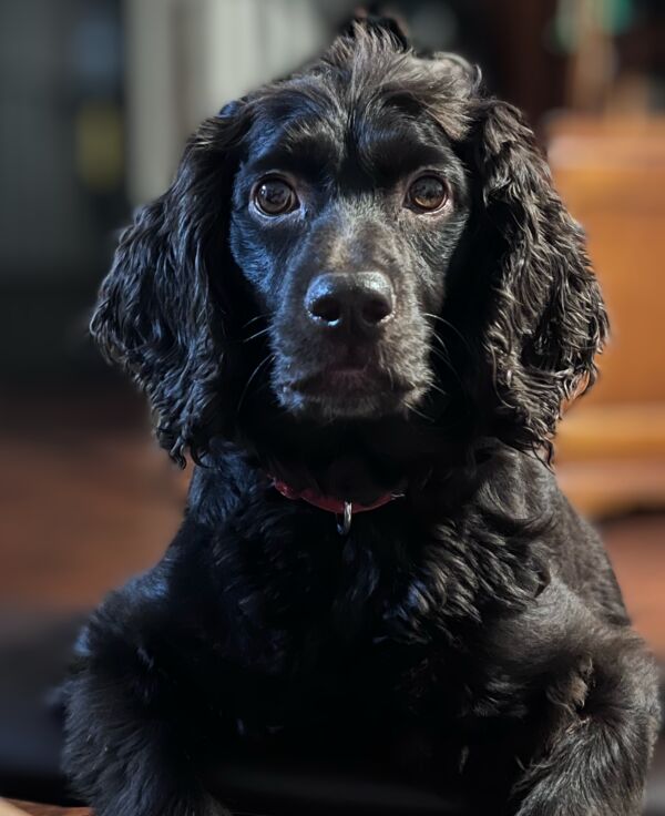 Scoutie