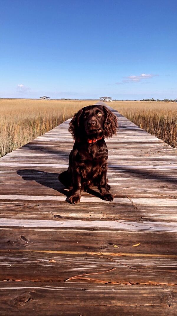 Huckleberry