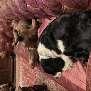 Derby and Lilly Bella