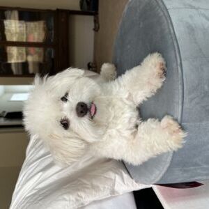 Tobi