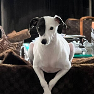 Daisy