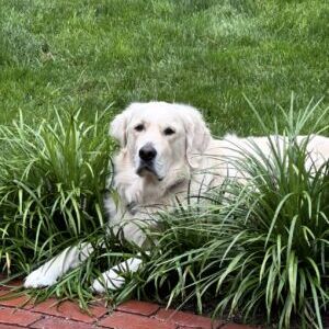 Cooper