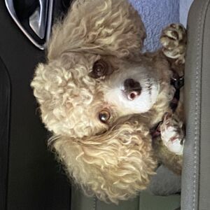 Tootsie