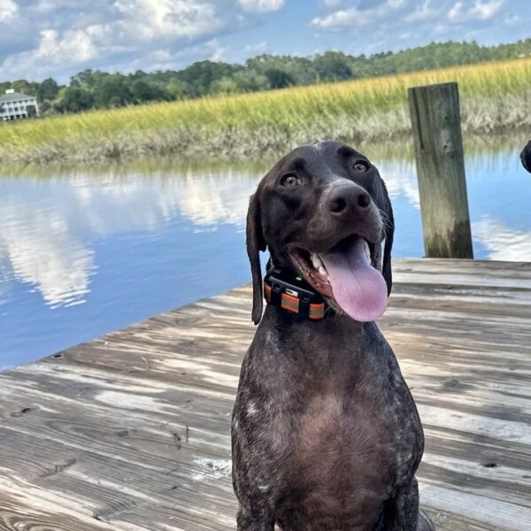 Molly Moose