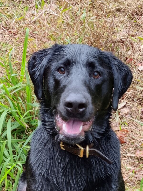 Donna's Sweet Baby Wilson of Hilltown (Wilson)