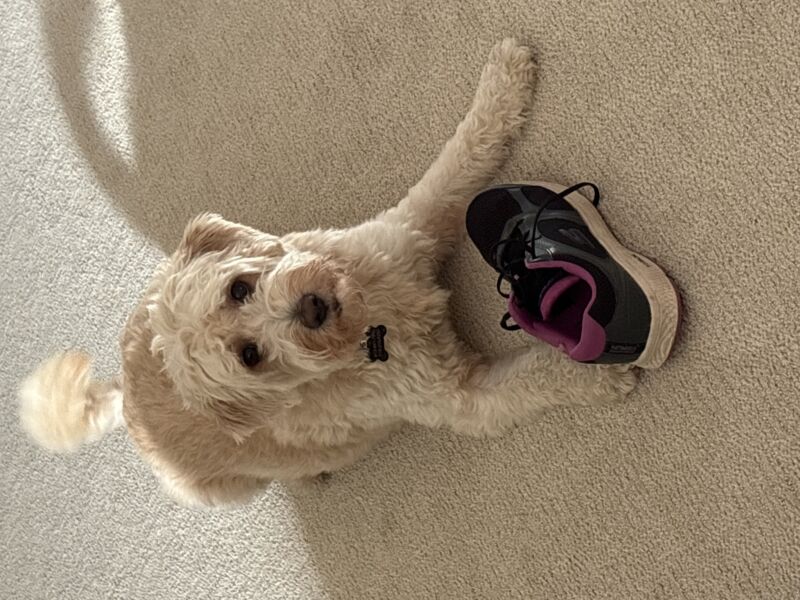 Cooper
