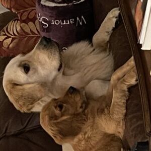 Beau-buddy and Brodie