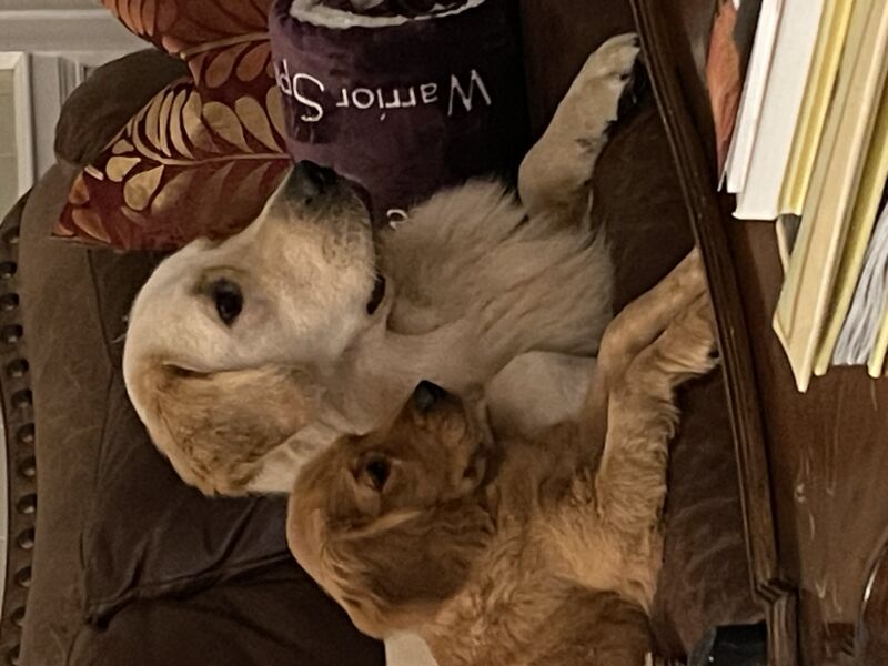 Beau-buddy and Brodie