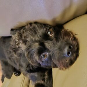 Dobby