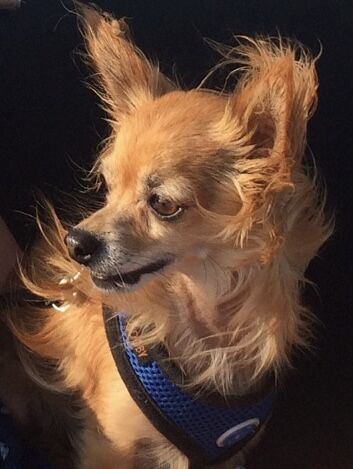 Peanut