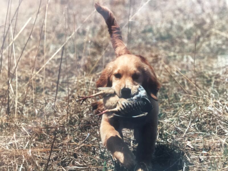 Sadie