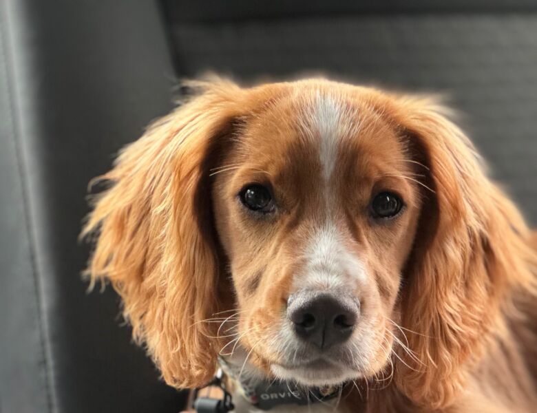 Bernie