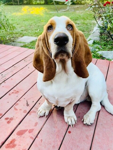 Toby