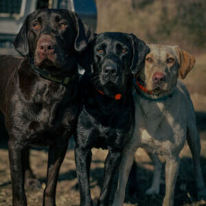 Possum, Dixie, and Dallas