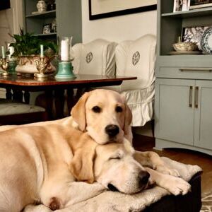 Lucky Duck and Mighty Titus