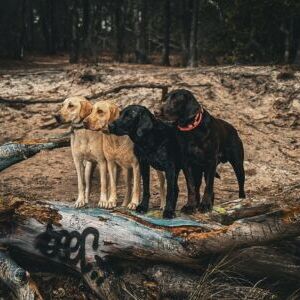 Dallas, Sammie, Dixie, & Possum