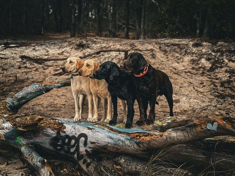 Dallas, Sammie, Dixie, & Possum