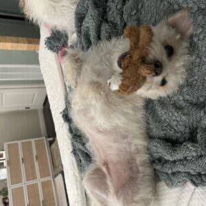 Milo