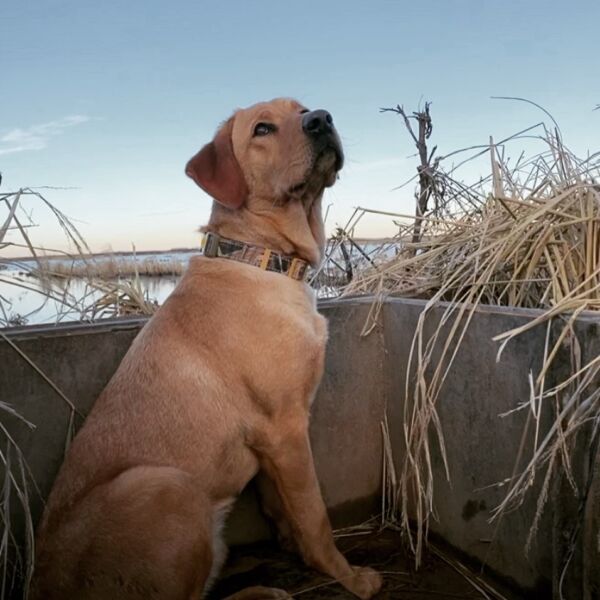 HRCH FARRELLs Nelli Marie