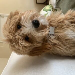 Lady Libby  Jane