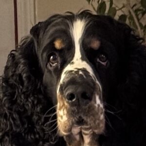 Beau