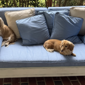 Biscuit and Finley