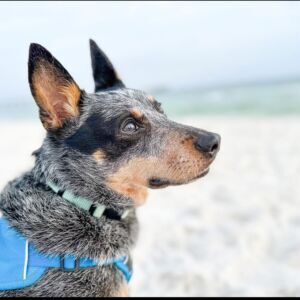 Maggie