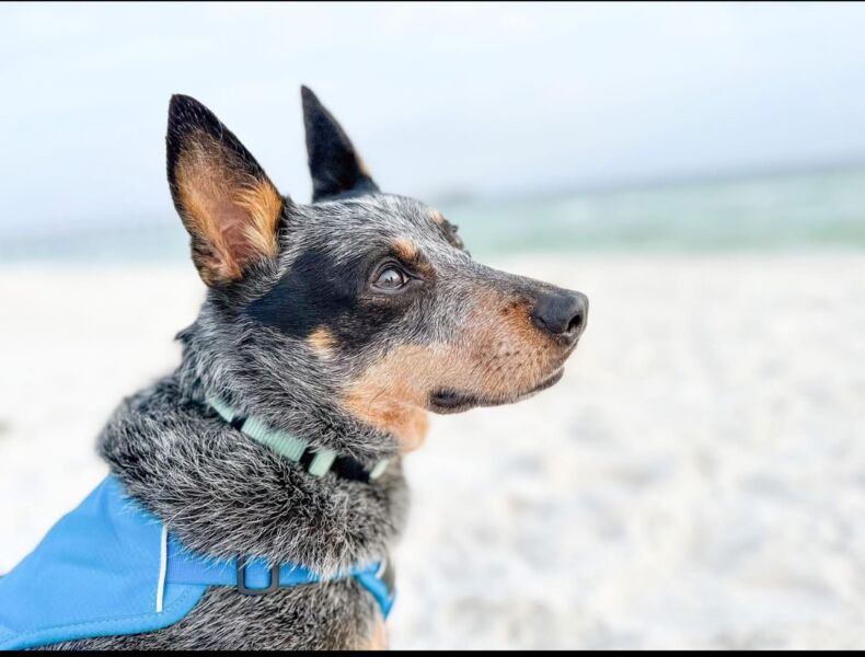 Maggie