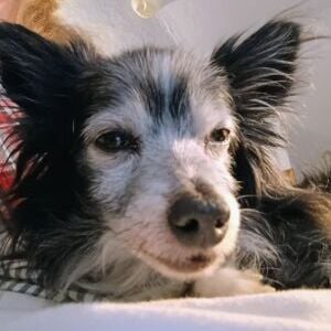 Cooper
