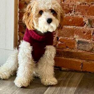 Oliver