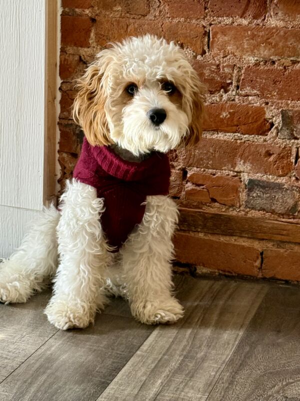 Oliver